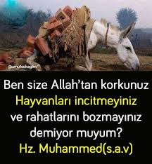 Ahmet Tan Adli Kullanicinin Hayvanlara Merhamet Et Panosundaki Pin Hayvan Haklari Hayvan Sozleri Hayvanlar