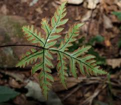 Image result for Doryopteris concolor