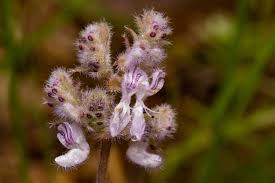 Image result for Aeollanthus myrianthus