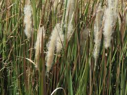 Image result for Imperata