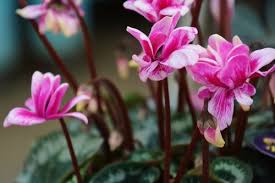 The zygocactus plants will bloom during the winter as the flowering of the plant is influenced by shorter days or long winter nights. 15 Plants That Bloom Indoors In Winter Homestead Brooklyn