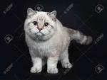 Are British Shorthair Cats Hypoallergenic? – My British ...