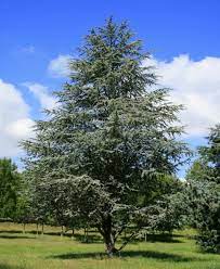 A majority of the modern sources treat it as a distinct species cedrus atlantica, but some sources consider it a subspecies of lebanon cedar ( c. Blue Atlas Cedar Halka Nurseries