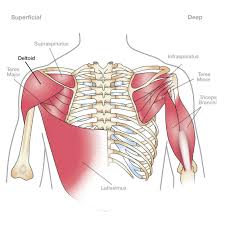 Maybe you would like to learn more about one of these? Wrist And Hand Pain Rehab Part Ii Back Pain And Headache Specialist Burke Va Nova Headache Chiropractic Center