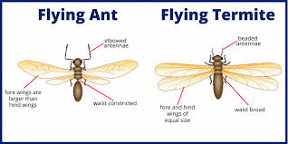 An ant bait is a sweet substance mixed with borax that disturbs the ants' breeding cycle. Flying Ants Vs Termites What S The Difference Massey Services Inc