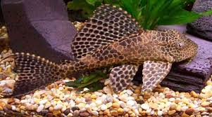 Check spelling or type a new query. Plecostomus Care A Complete Guide Electric Blue Crayfish Freshwater Fish
