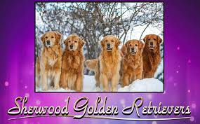 Check spelling or type a new query. Sherwood Golden Retrievers And Russell Terriers Debi Hanson Breeder Near Boise Idaho Dog Training