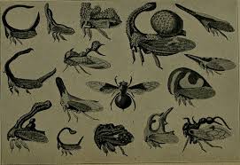 Cell growth refers to an increase in the total mass of a cell, including both cytoplasmic, nuclear and organelle volume. File Cell Intelligence The Cause Of Growth Heredity And Instinctive Actions Illustrating That The Cell Is A Conscious Intelligent Being And By Reason Thereof Plans And Builds All Plants And Animals 14574908337 Jpg
