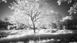 0 out of 5 stars, based on 0 reviews current price $8.00 $ 8. Black And White Tree Wallpapers 4k Hd Black And White Tree Backgrounds On Wallpaperbat
