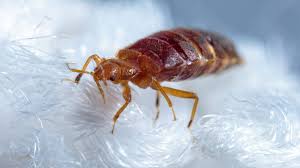 Image result for Cimex lectularius bites