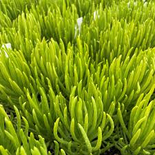 Image result for Senecio propior