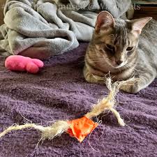 Yes Kittens Have Teething Troubles The Way Of Cats