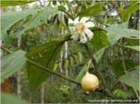 Image result for Bellucia