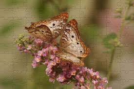Create your own double puzzles with our free double puzzle generator. Free Butterfly Jigsaw Print And Make Your Own Jigsaw