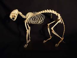 heads tails taxidermy heads and tails amur leopard taxidermy