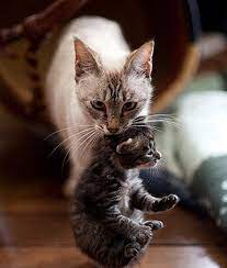 Mother Cats Carrying Their Babies Pawnation Cats Cute Animals Kittens