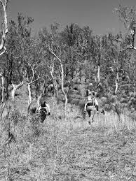 Image result for Beau Brummel Brown 1931 Oldsmobile