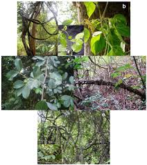 Image result for Ventilago