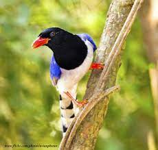 red billed blue magpie urocissa erythrorhyncha red bill magpie jackdaw