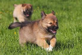 View our wide variety of dogs and puppies for sale in michigan including golden retriever. Icelandic Sheepdog Puppies For Sale Akc Puppyfinder