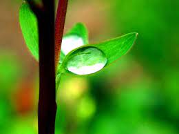 100,000+ hd animal pictures to download. Morning Dew Wallpaper Plants Nature Wallpapers In Jpg Format For Free Download