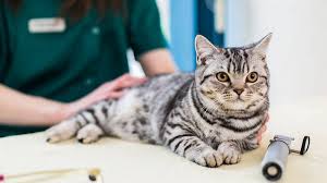 However, if you have an outdoor cat no. When And Why Your Cat Should Be Neutered Feline Friendly Care