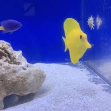 Top 10 Best Local Fish Stores In Chattanooga Tn Last Updated November 2020 Yelp