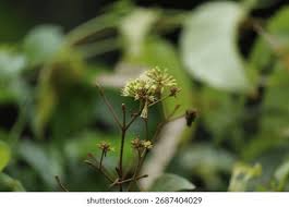 Image result for Combretum sp. A