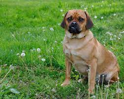 8 Things Only Puggle People Truly Understand The Dog People By Rover Com