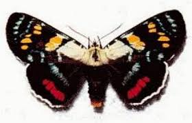 Image result for Agarista