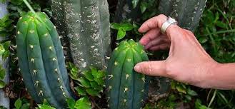 4 colócalo en una habitación fresca. Cactus San Pedro Cultivo Y Cuidados Agromatica