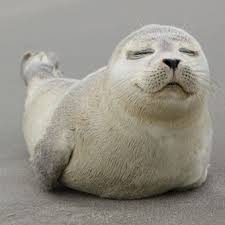 Check spelling or type a new query. Anjing Laut Dan Singa Laut Serupa Tapi Tak Sama Halaman All Kompas Com