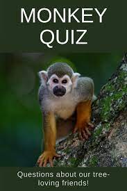 New world monkeys have flatter noses, live in trees, and have prehensile tails. Monkey Trivia Quiz Quiz Questions And Answers Quiz Trivia Quiz
