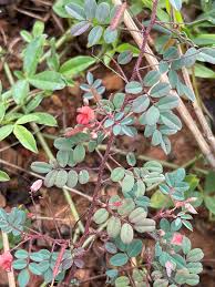 Image result for Indigofera adenoides