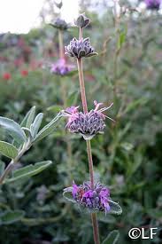 Image result for Salvia stenophylla