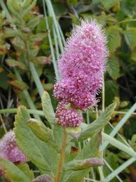 Image result for Spiraea douglasii