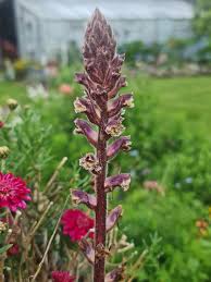 Image result for Orobanche minor