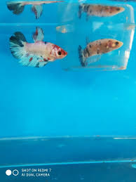 Giant avatar betta fish hi, i just create a youtube channel for my collection betta fish, i love betta fish so much and wanna share. Ikan Cupang Giant Fotografi Mi Community Xiaomi