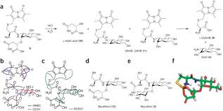Image result for Synadenium pereskiifolium