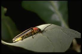 Firefly - Field Guide to Common Texas Insects