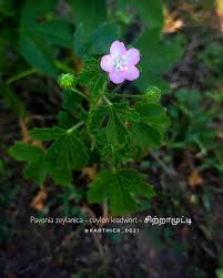 Image result for Elytraria acaulis