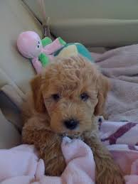 A good breeder will not only help match the perfect puppy for your family, they will also adhere to ethical and responsible canine care. Country Mini Doodles Mini Goldendoodles Breeder Indiana Midwest Toy Goldendoodle Goldendoodle Cute Baby Animals