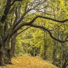 Maybe you would like to learn more about one of these? Who Is Responsible For Cutting Overhanging Tree Branches