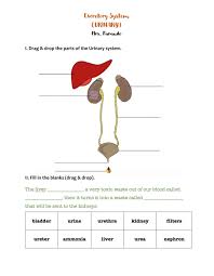 There are four primary methods of waste excretion in humans. Excretory System Urinary Worksheet