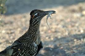 We found information on properties located on delaware avenue in harrington, delaware. Roadrunner Foto Bild Usa World Natur Bilder Auf Fotocommunity