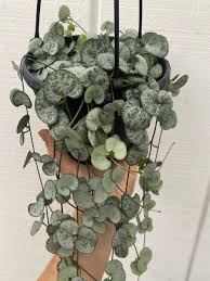Image result for Ceropegia stenifolia