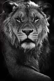 Lion Print Wild Animals Photo Art Prints By Wildnisphotography Great B W Lion Lion Photography Wild Animals Photos Wild Animals Pictures