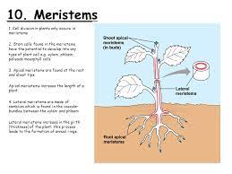 The astonishingly long lives of plants and their regeneration capacity depend on the activity of plant stem cells. Biology Producing New Cells Learning Intentions 1 Why Do Cells Need To Make New Copies Of Themselves 2 What Is Found Inside The Nucleus 3 What Are Ppt Download