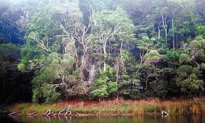 Rainforests Facts Information Rainforest Animals