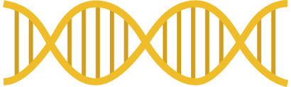 Helicase () begins to unwind the dna at the replication fork. Dna Structure And Replication Ck 12 Foundation